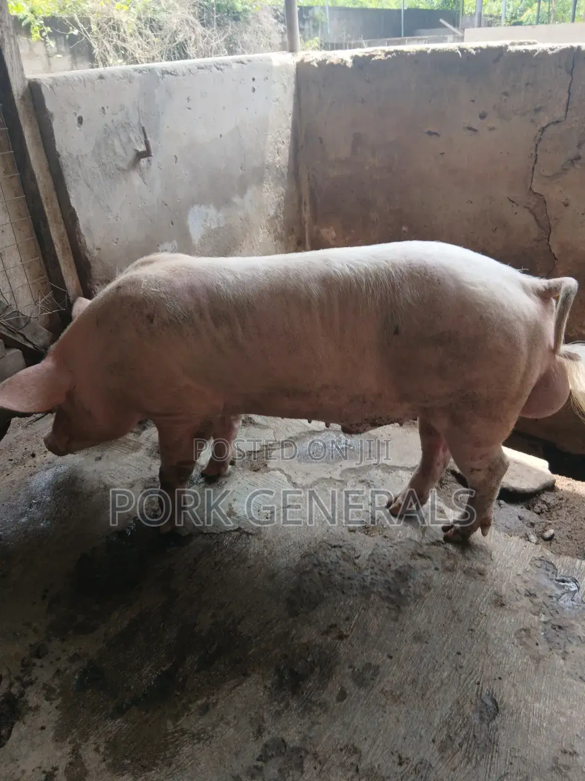 Premium Pork for Sale
