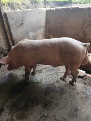 Premium Pork for Sale