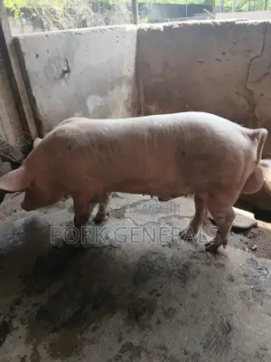 Premium Pork for Sale