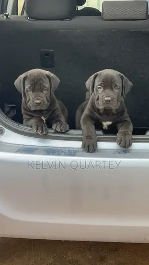 1-3 months Female Purebred Boerboel