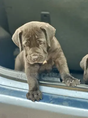 1-3 months Female Purebred Boerboel
