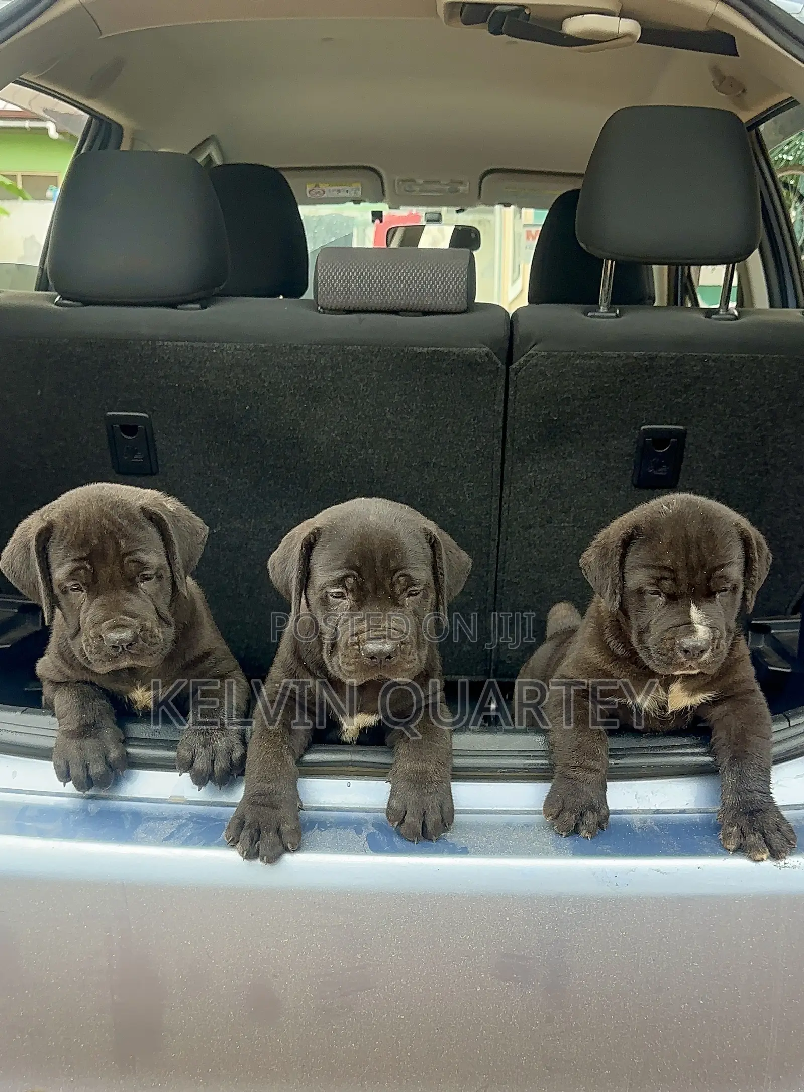 1-3 months Female Purebred Boerboel