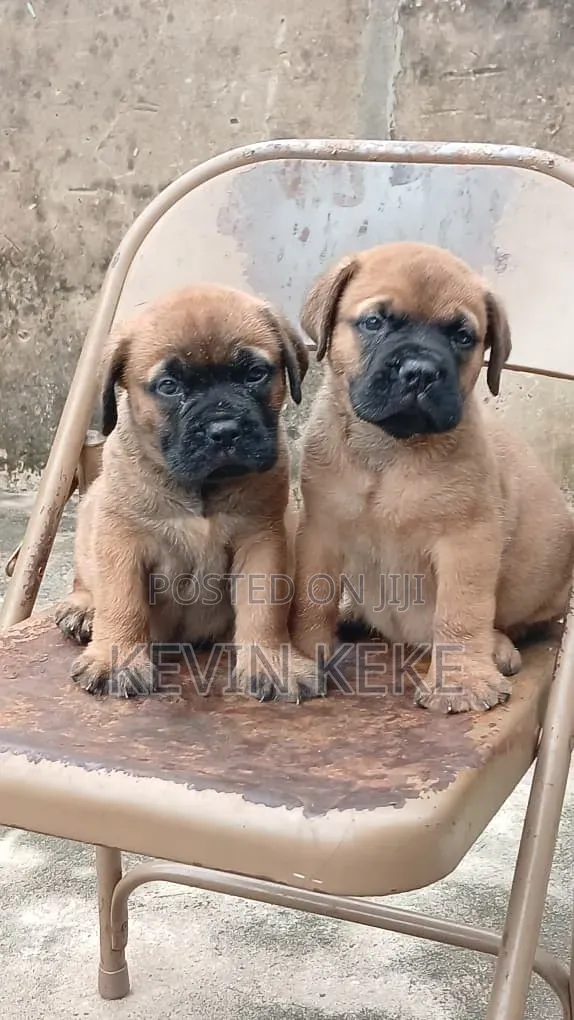 1-3 months Male Purebred Bullmastiff