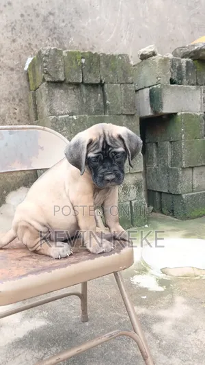 1-3 months Female Purebred Bullmastiff