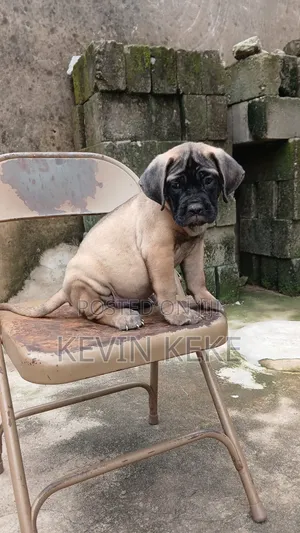 1-3 months Female Purebred Bullmastiff