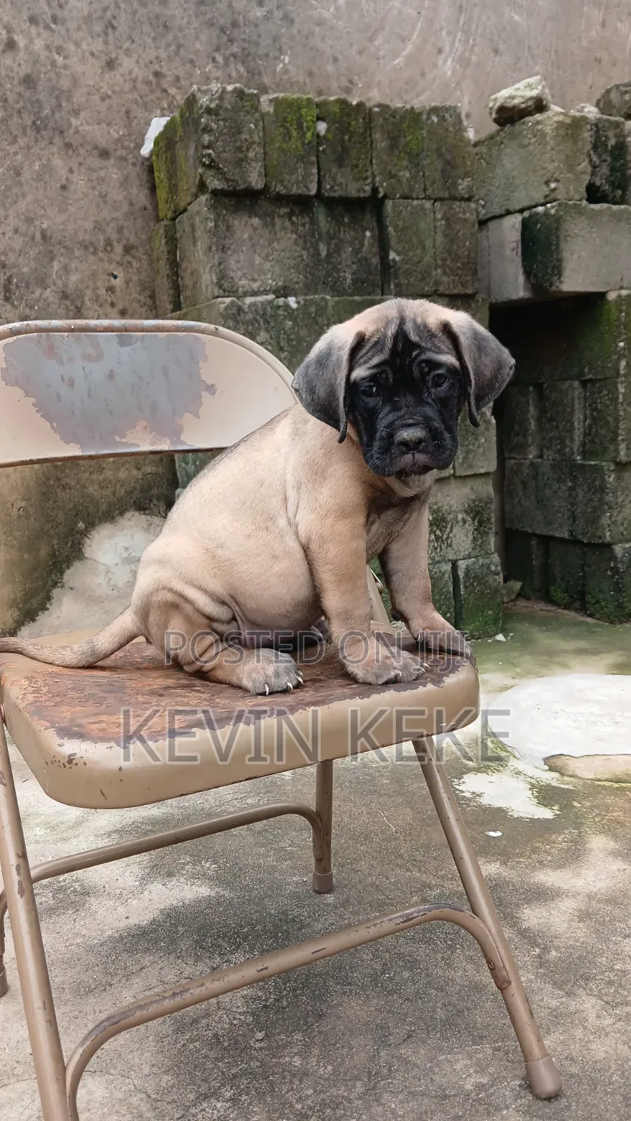 1-3 months Female Purebred Bullmastiff