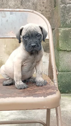1-3 months Female Purebred Boerboel