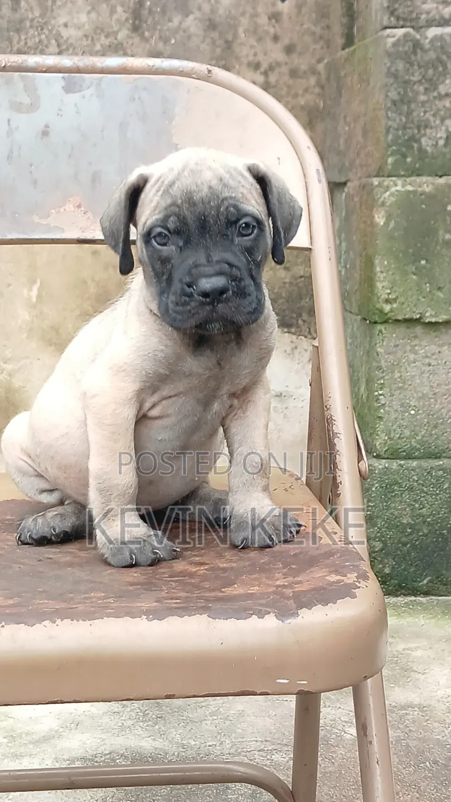 1-3 months Female Purebred Boerboel