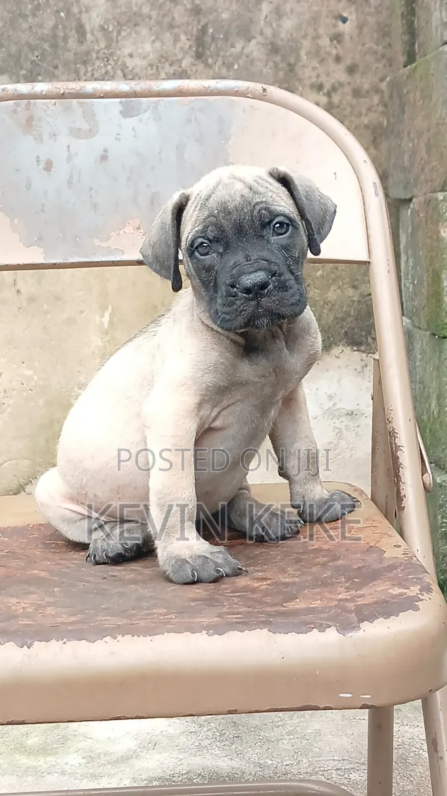 1-3 months Female Purebred Boerboel