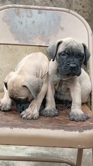1-3 months Female Purebred Boerboel