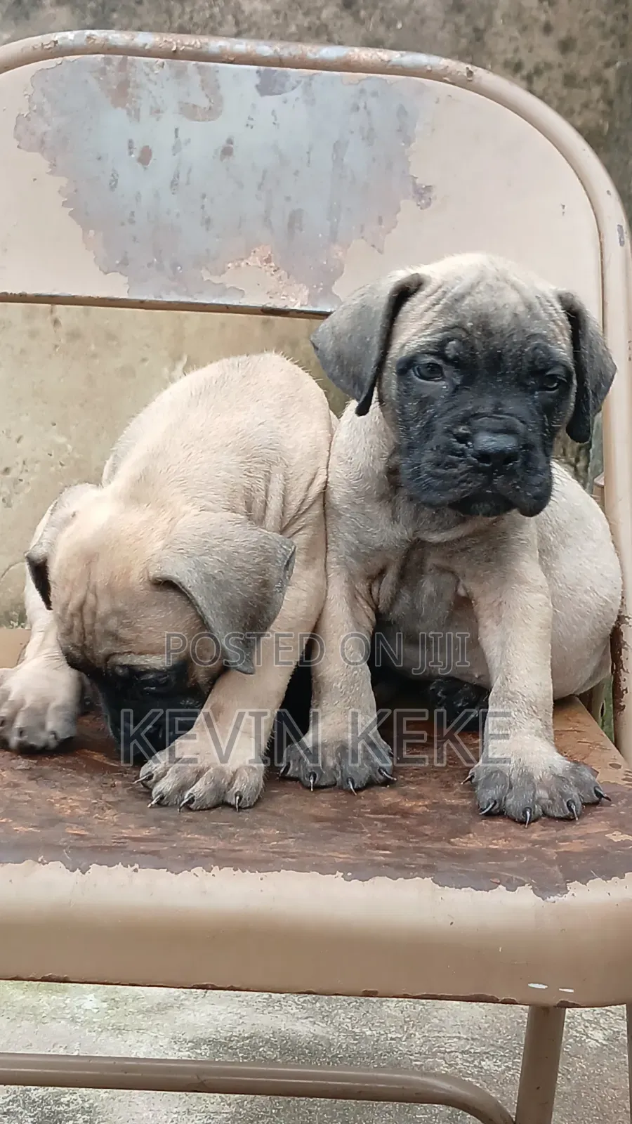 1-3 months Female Purebred Boerboel