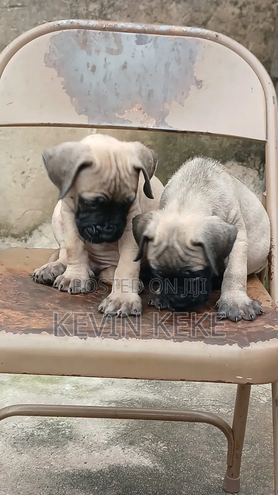 1-3 months Female Purebred Boerboel