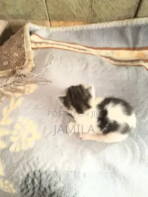 1-3 months Male Mixed Breed Cat