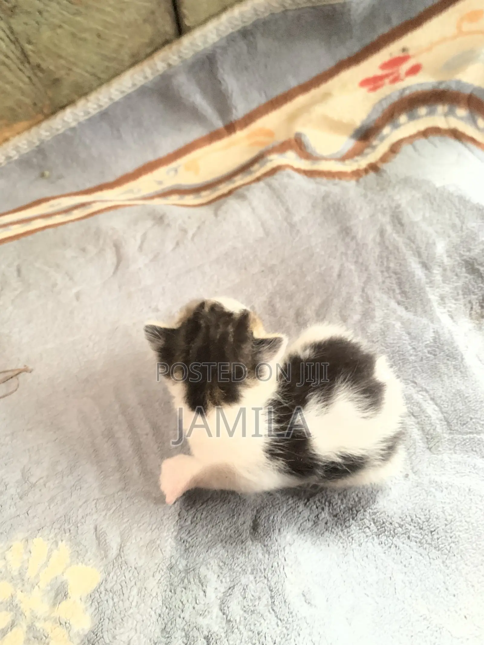 1-3 months Male Mixed Breed Cat