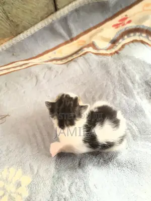 1-3 months Male Mixed Breed Cat