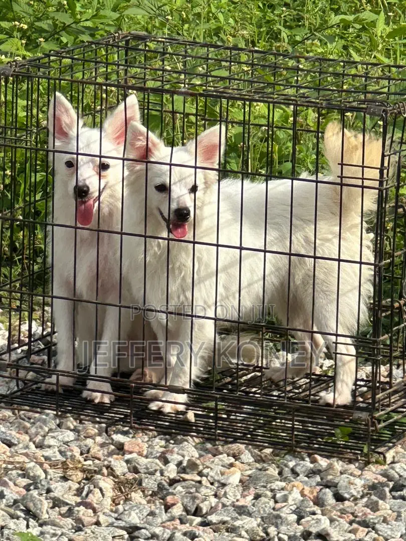6-12 months Female Purebred American Eskimo