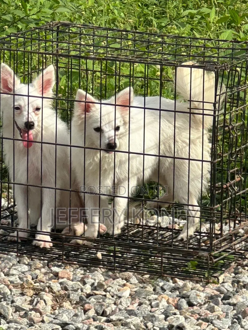 6-12 months Female Purebred American Eskimo