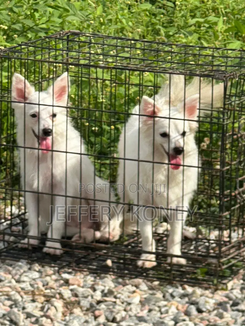 6-12 months Female Purebred American Eskimo