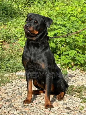 1+ year Female Purebred Rottweiler