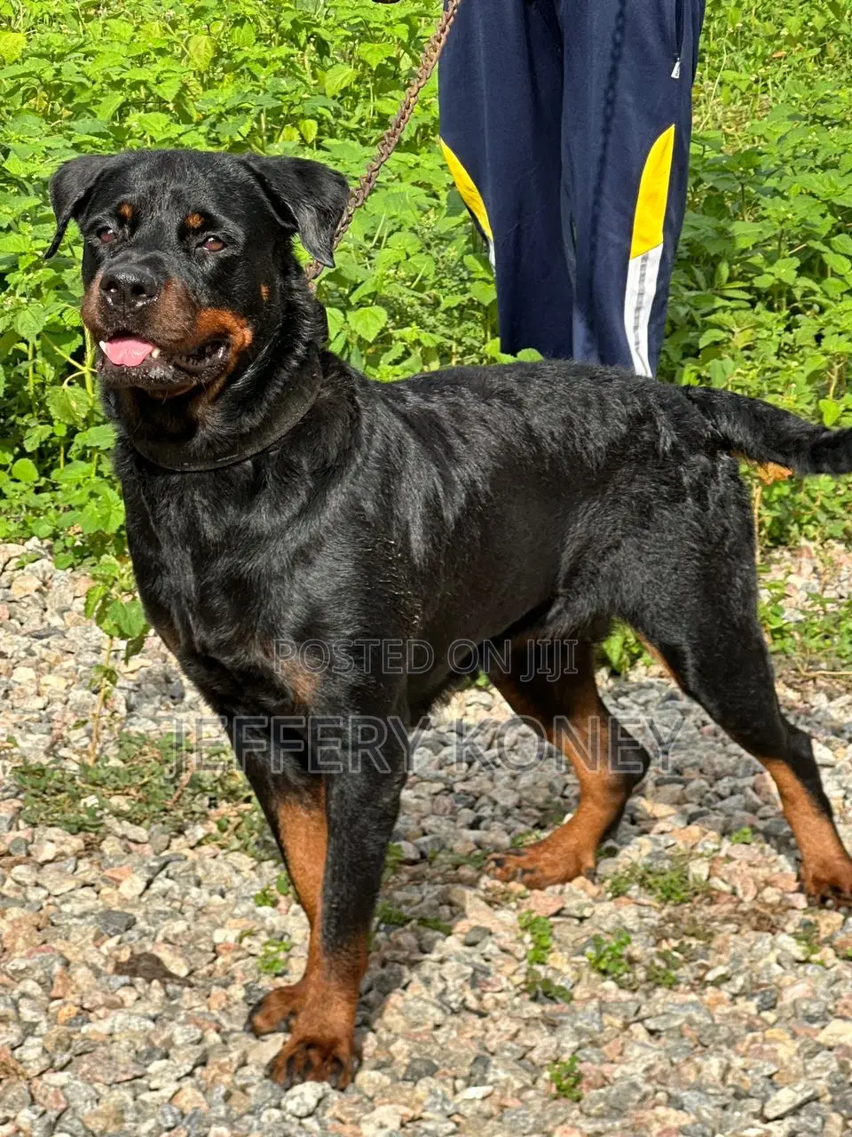 1+ year Female Purebred Rottweiler