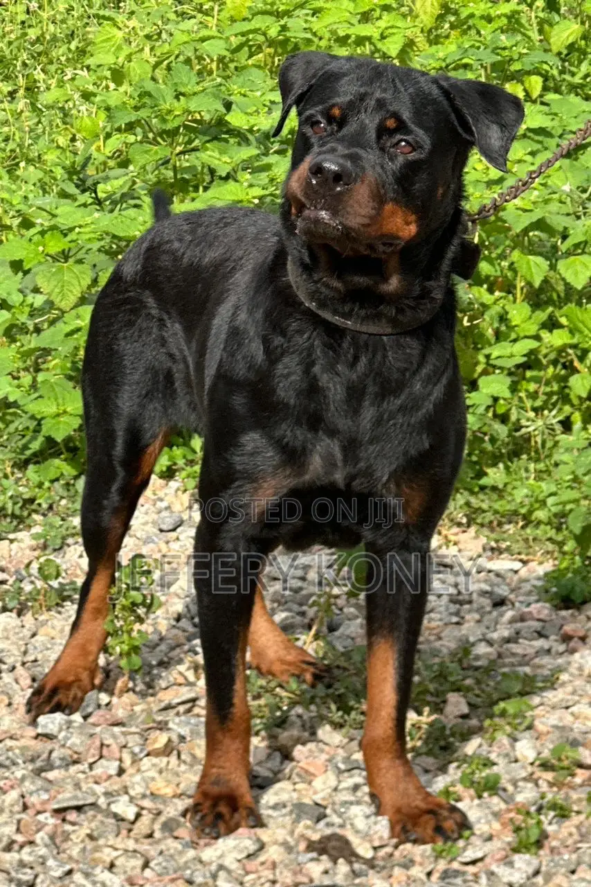 1+ year Female Purebred Rottweiler