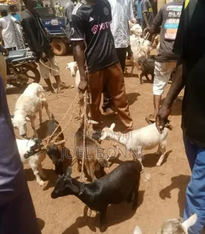 Female Goat