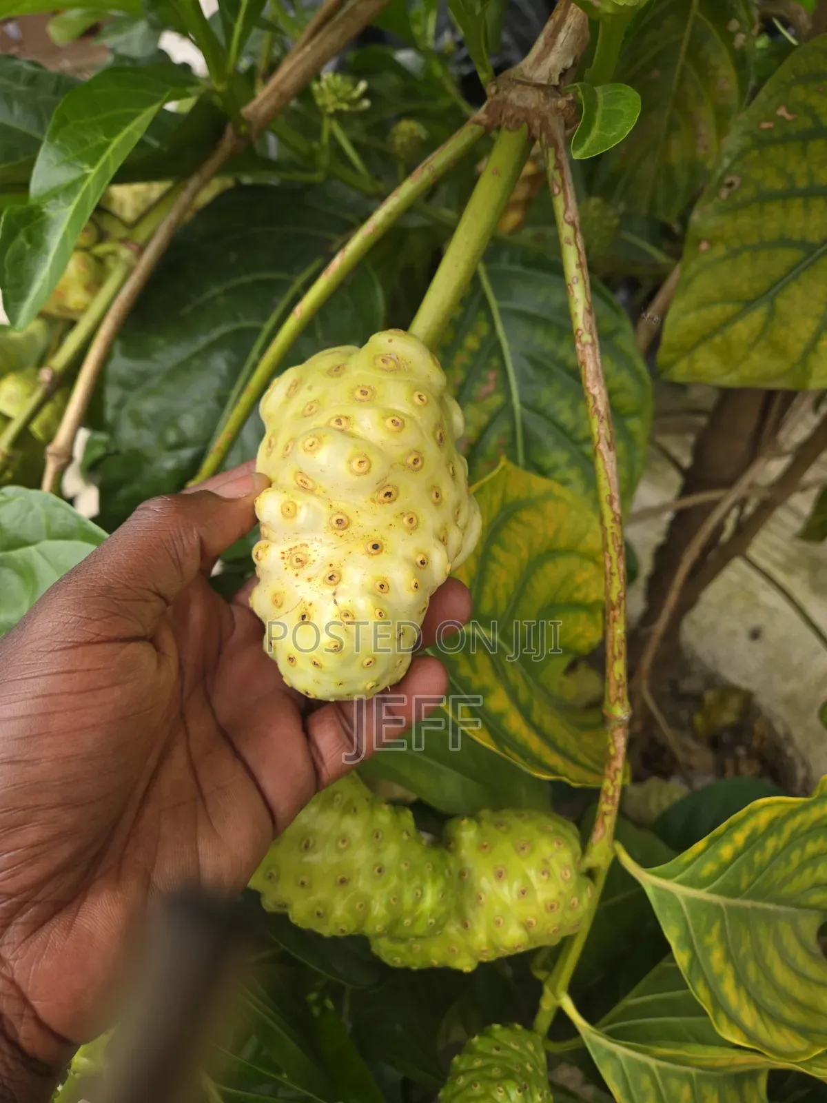 Noni Friut