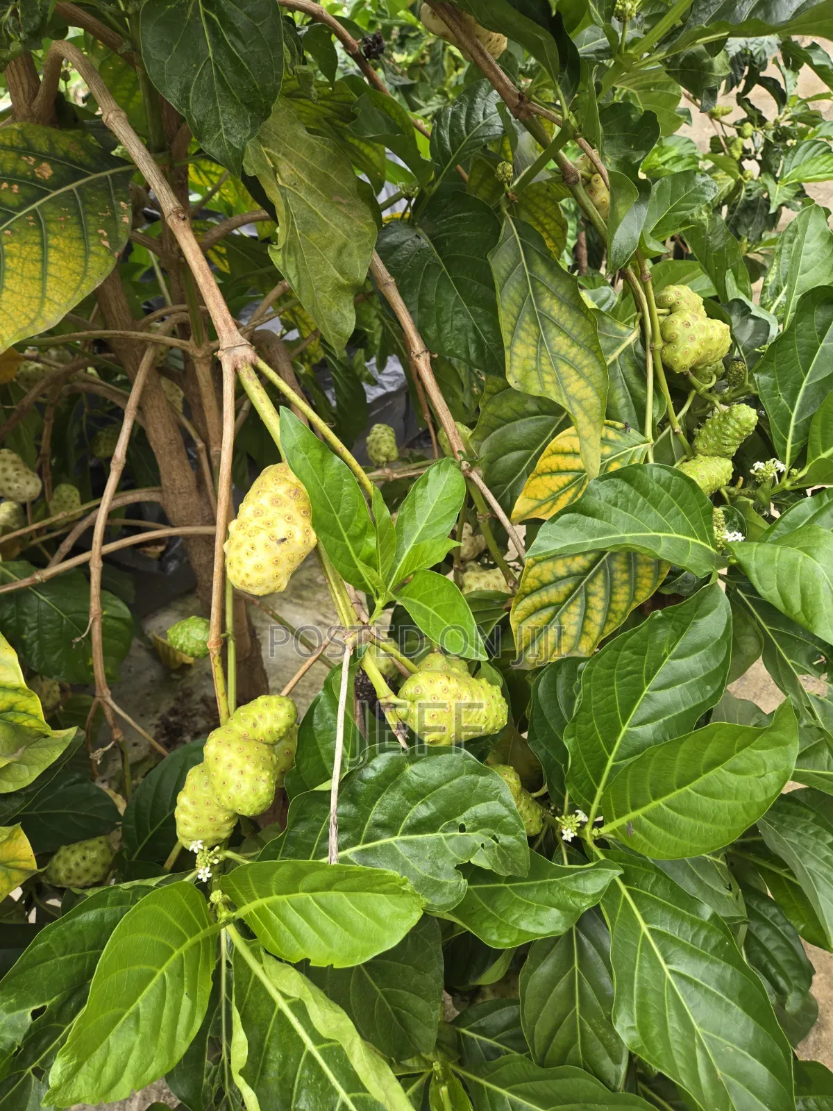 Noni Friut