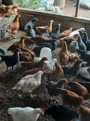 Poultry Farm
