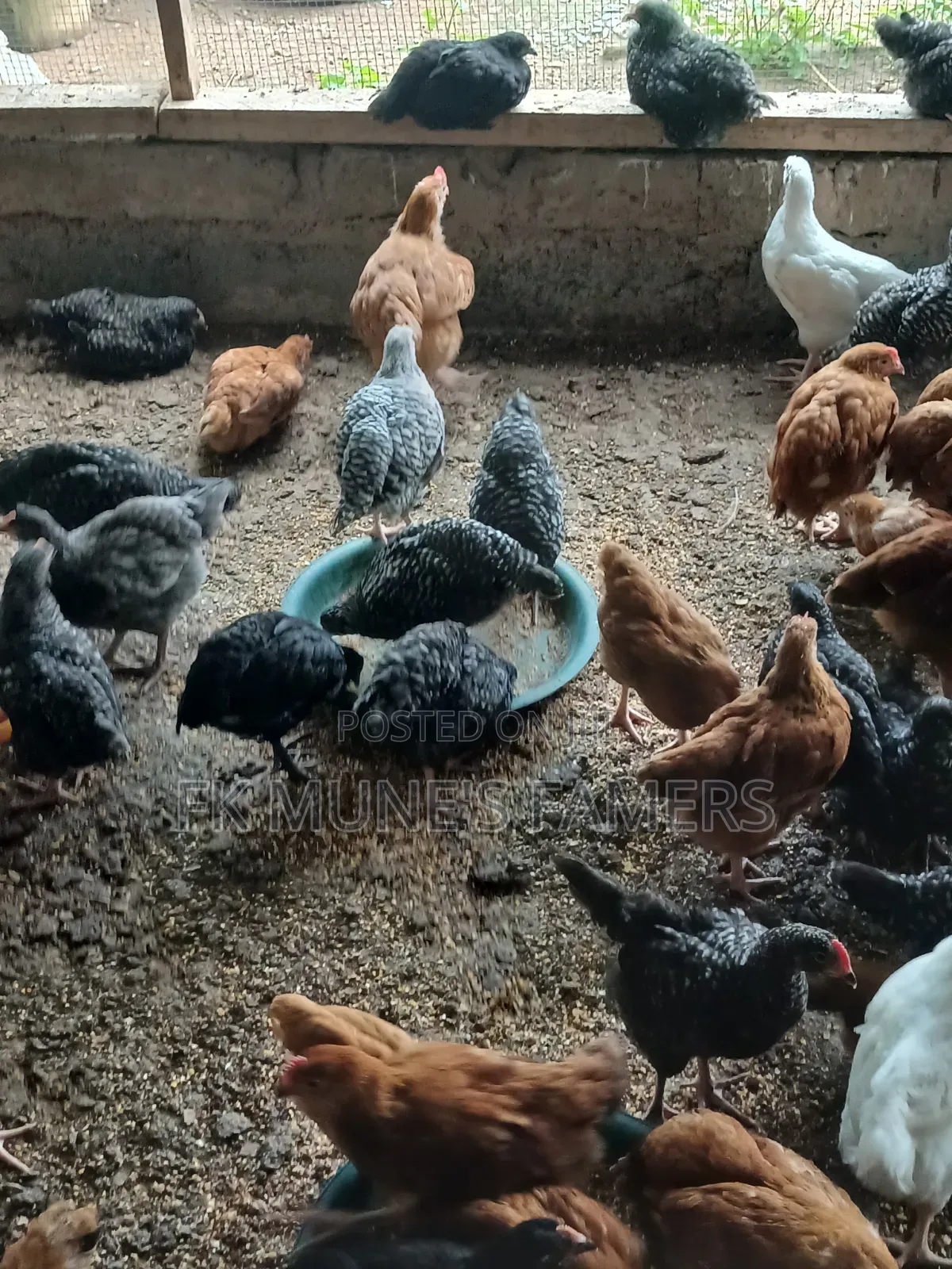Poultry Farm