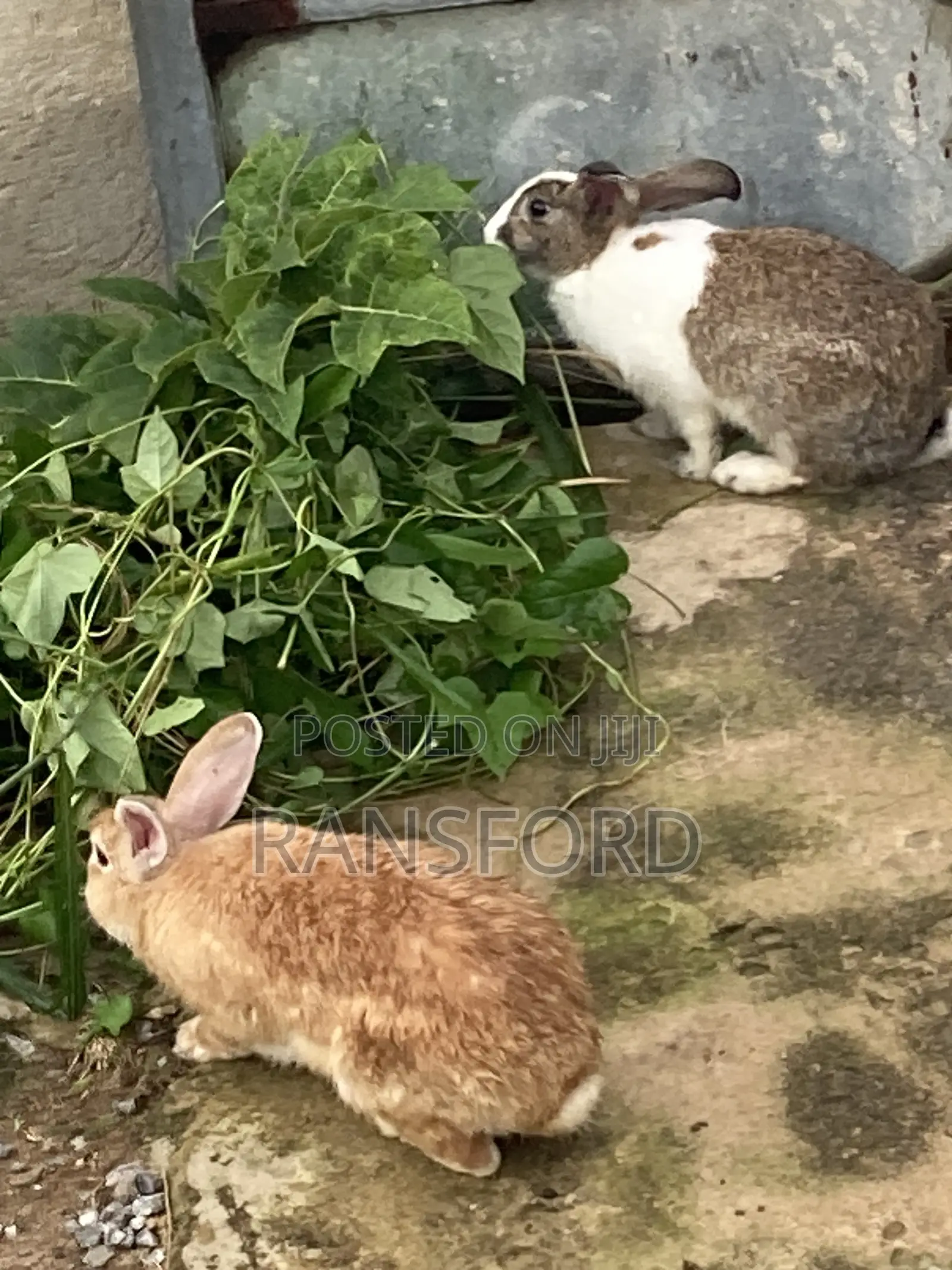 Dutch Rabbit