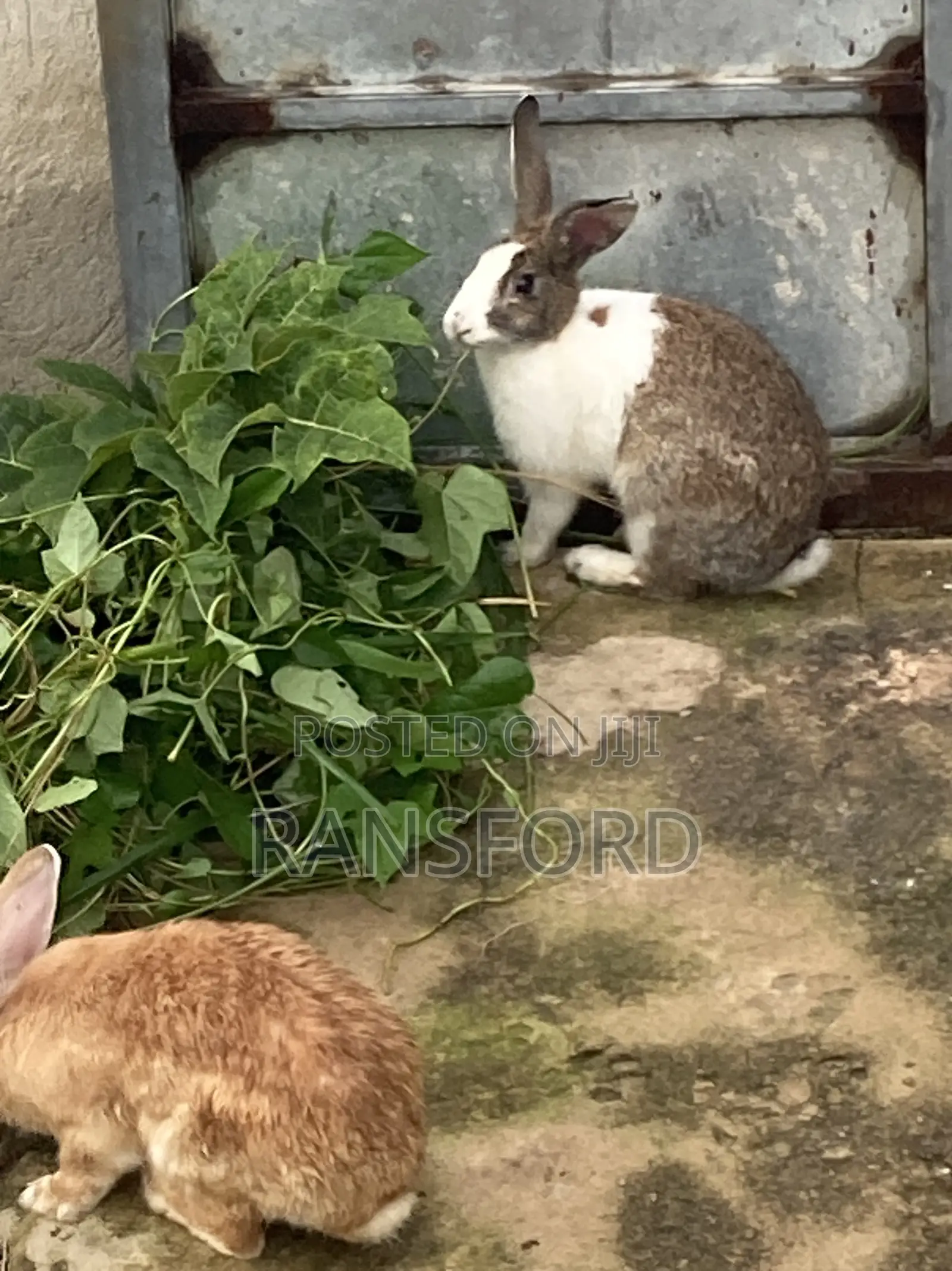 Dutch Rabbit