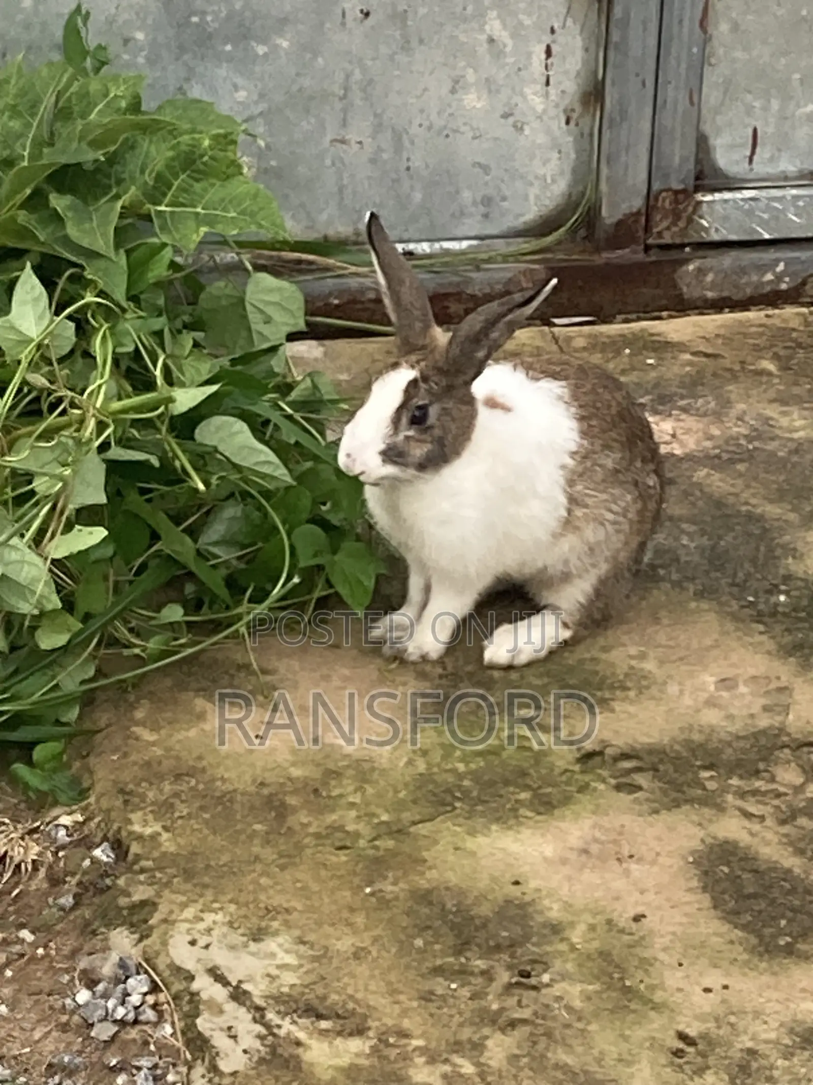 Dutch Rabbit