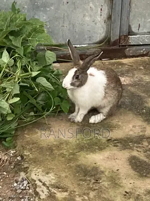 Matured Rabbits Available