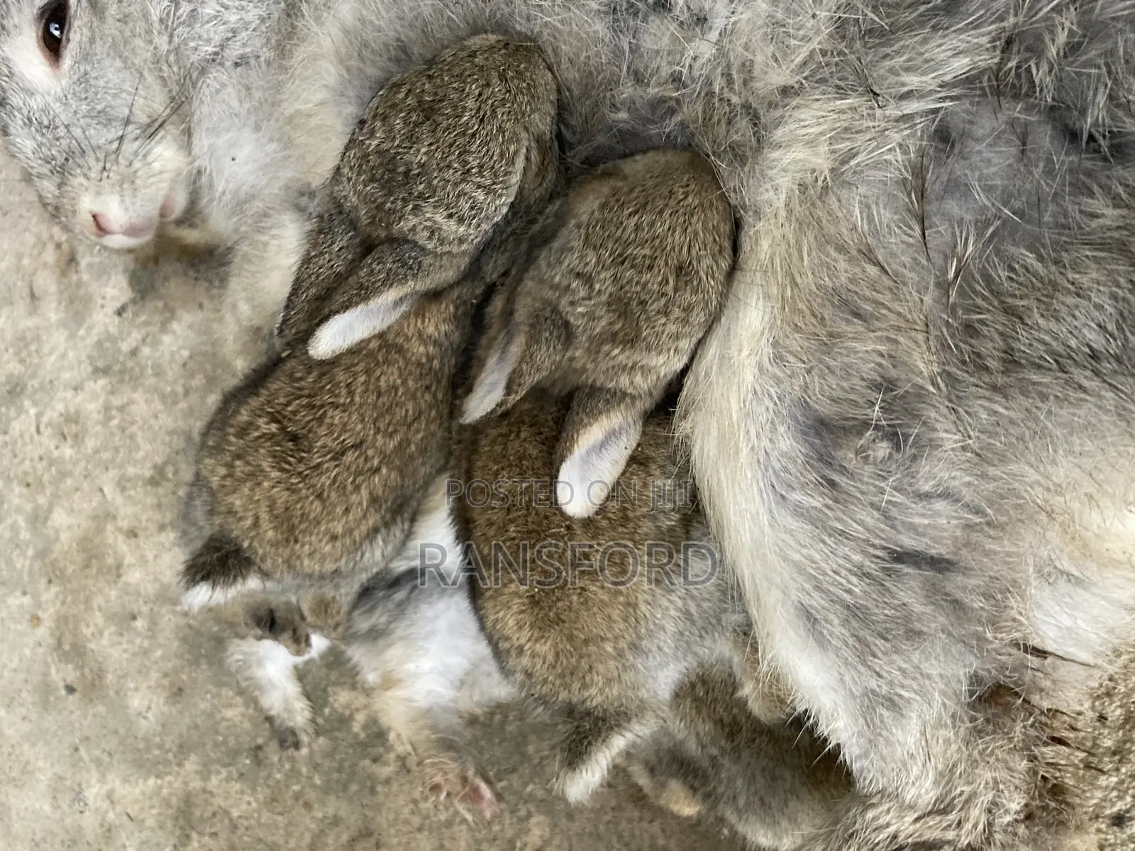 Dutch Rabbit