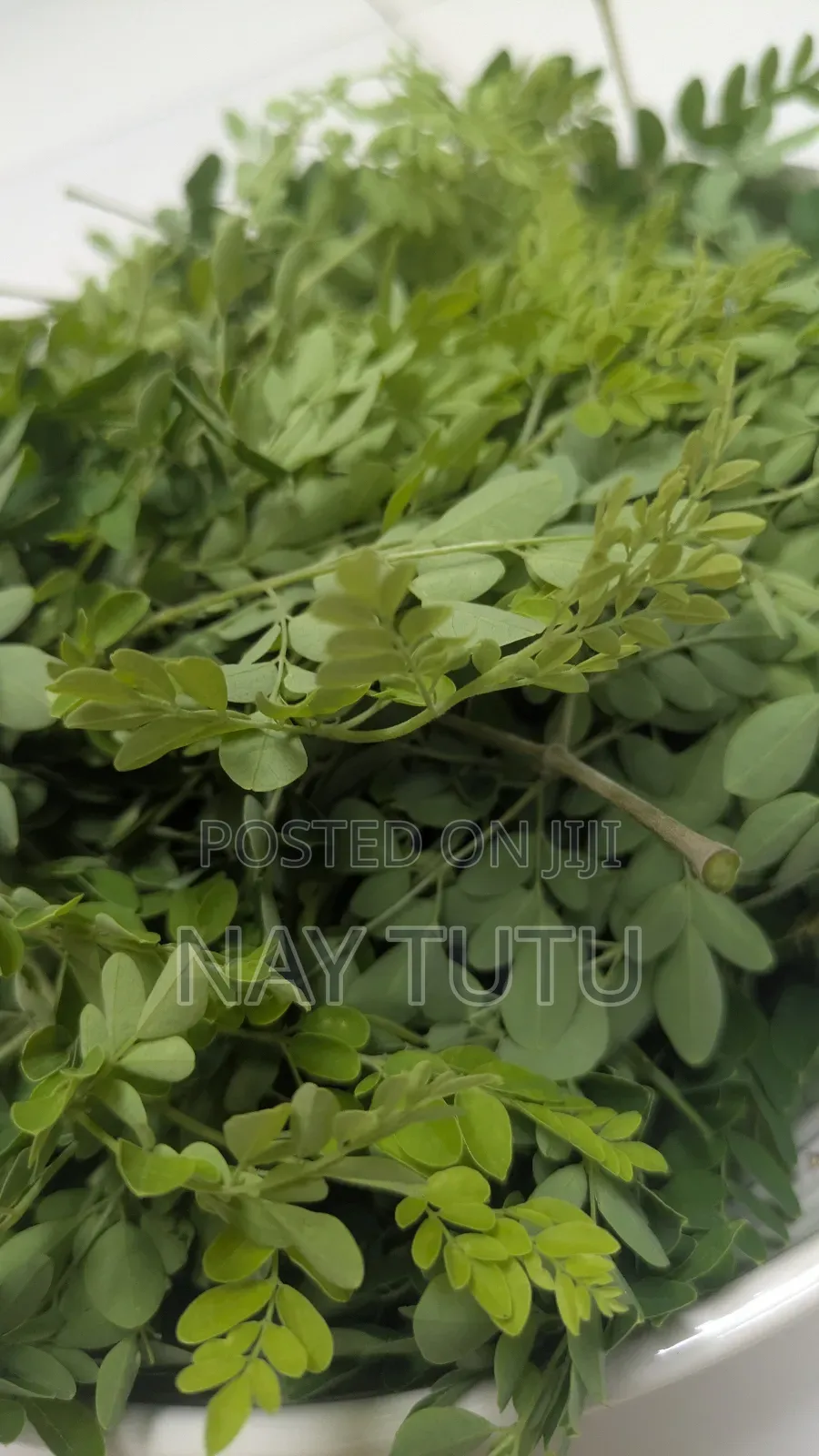 Fresh Moringa Leaves for Smoothies and Soup