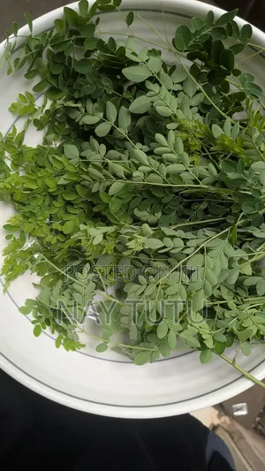 Fresh Moringa Leaves for Smoothies and Soup