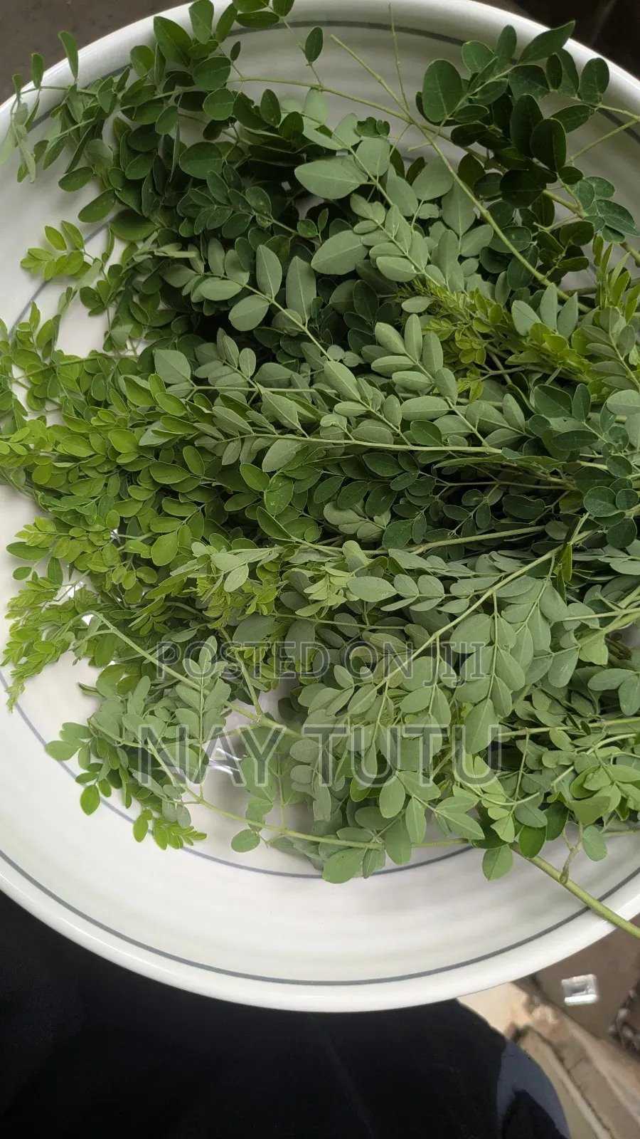 Fresh Moringa Leaves for Smoothies and Soup