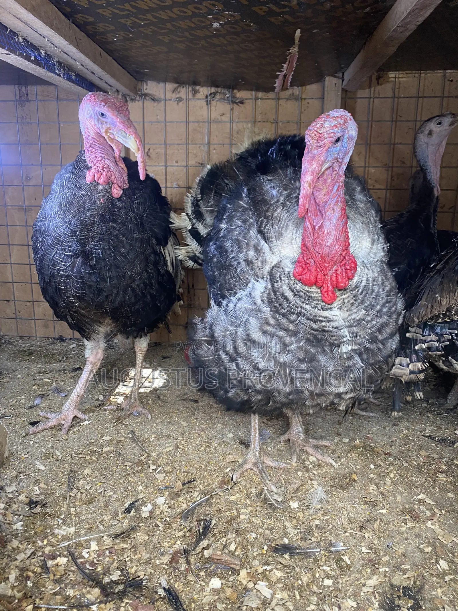 Turkeys Farm