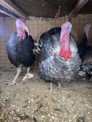 Turkeys Farm