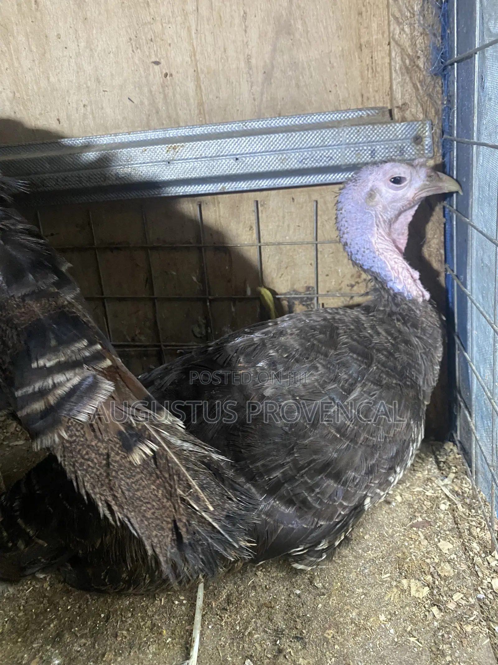 Turkeys Farm