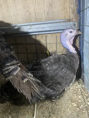 Turkeys Farm