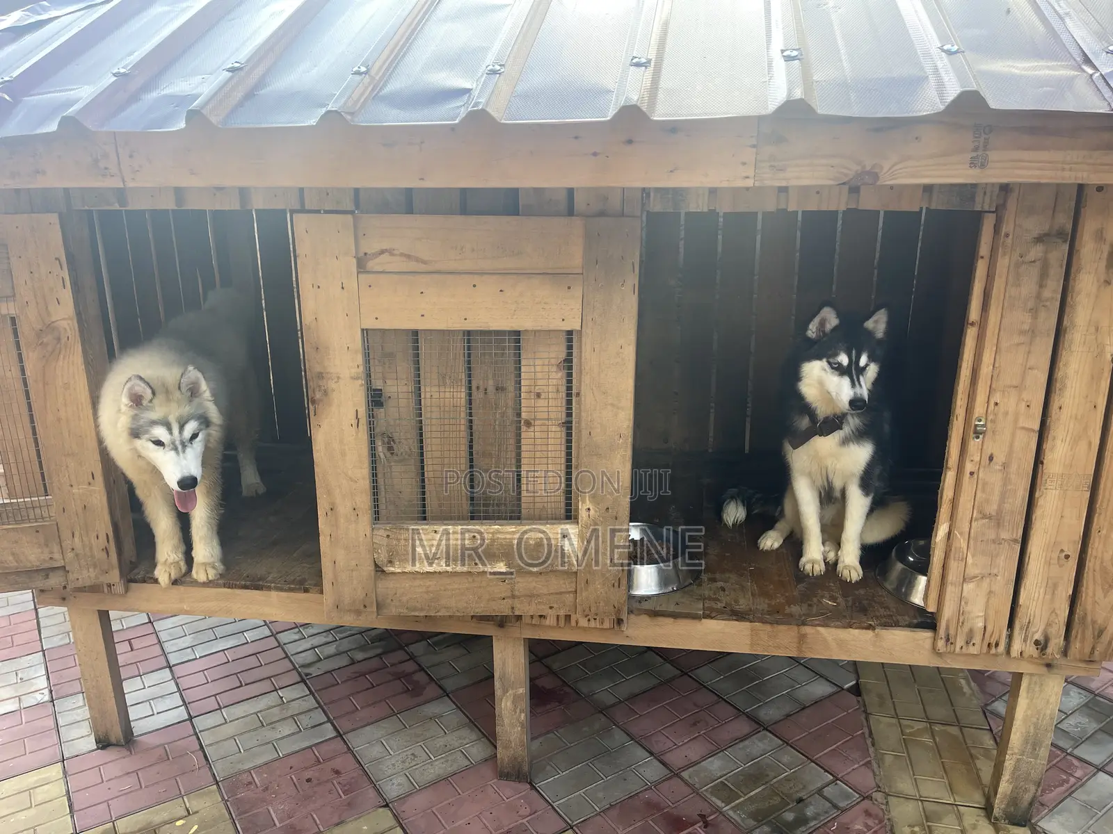 3-6 months Male Purebred Siberian Husky