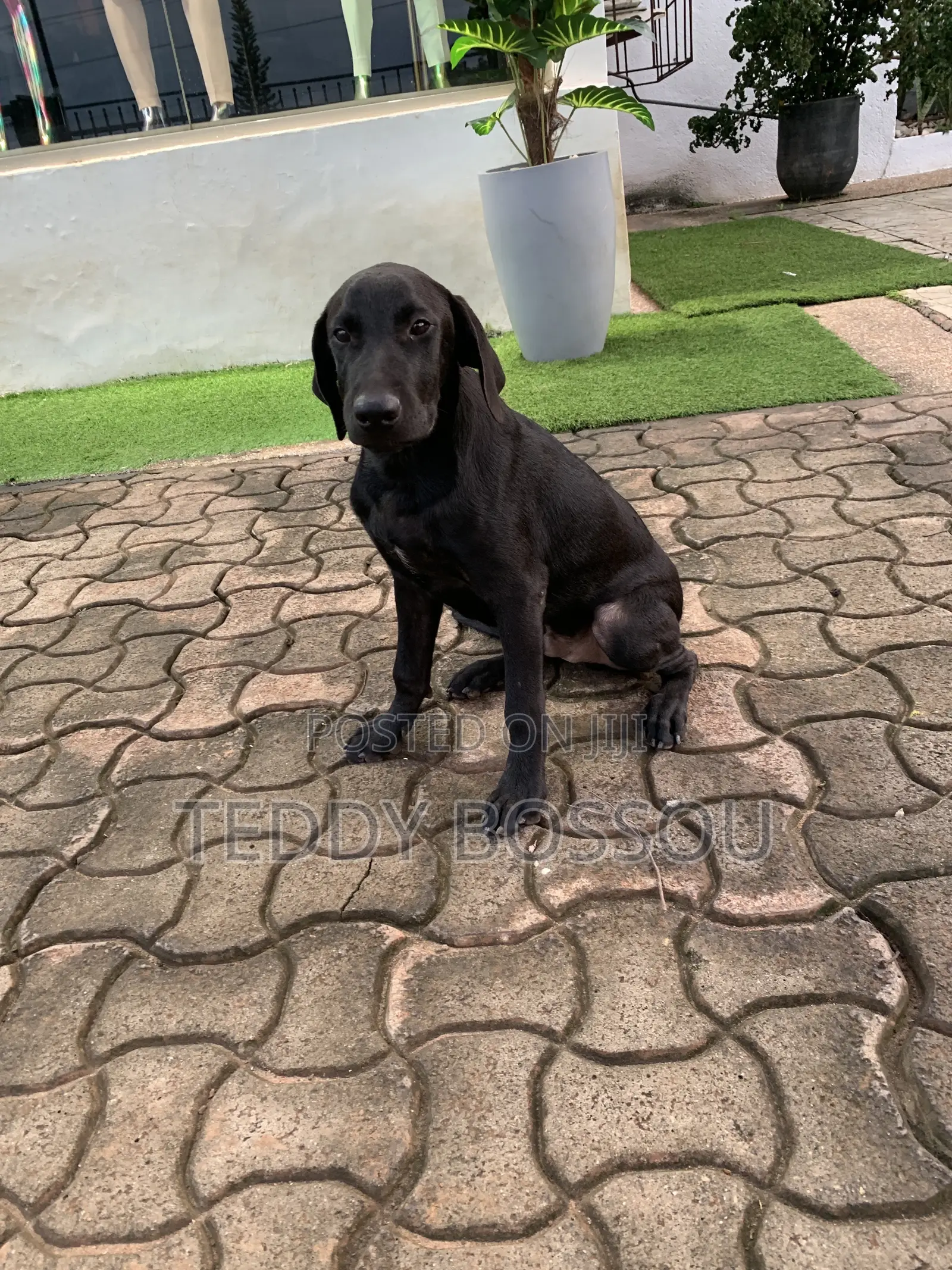 3-6 months Male Purebred Labrador Retriever