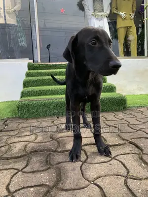 3-6 months Male Purebred Labrador Retriever