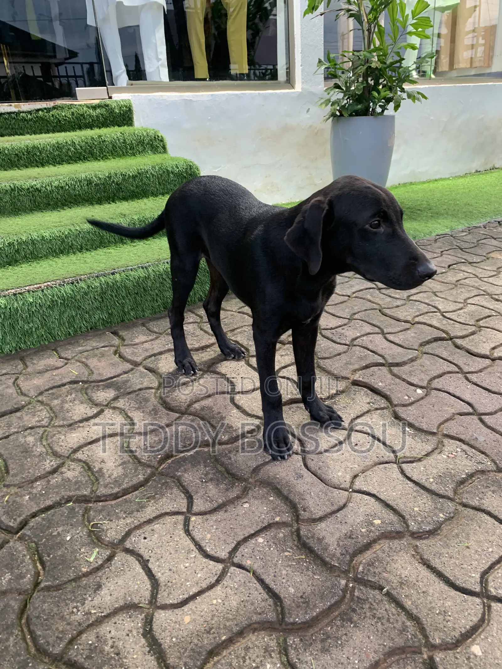 3-6 months Male Purebred Labrador Retriever