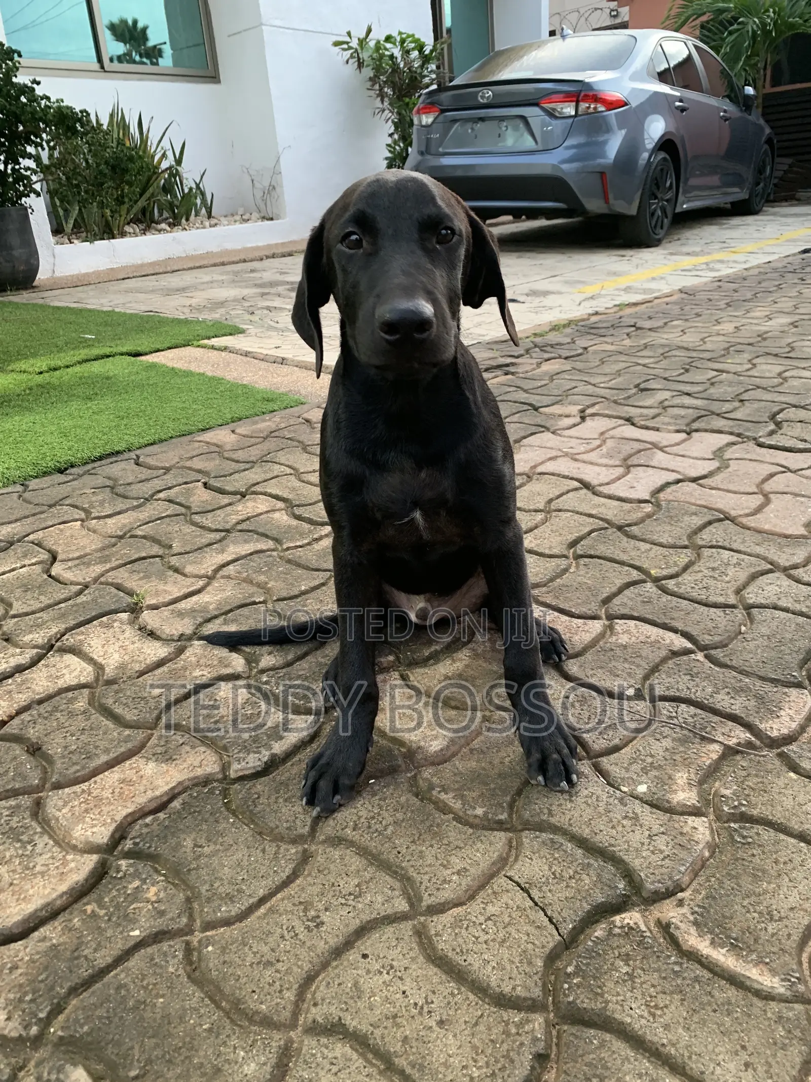 3-6 months Male Purebred Labrador Retriever