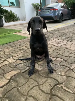 3-6 months Male Purebred Labrador Retriever