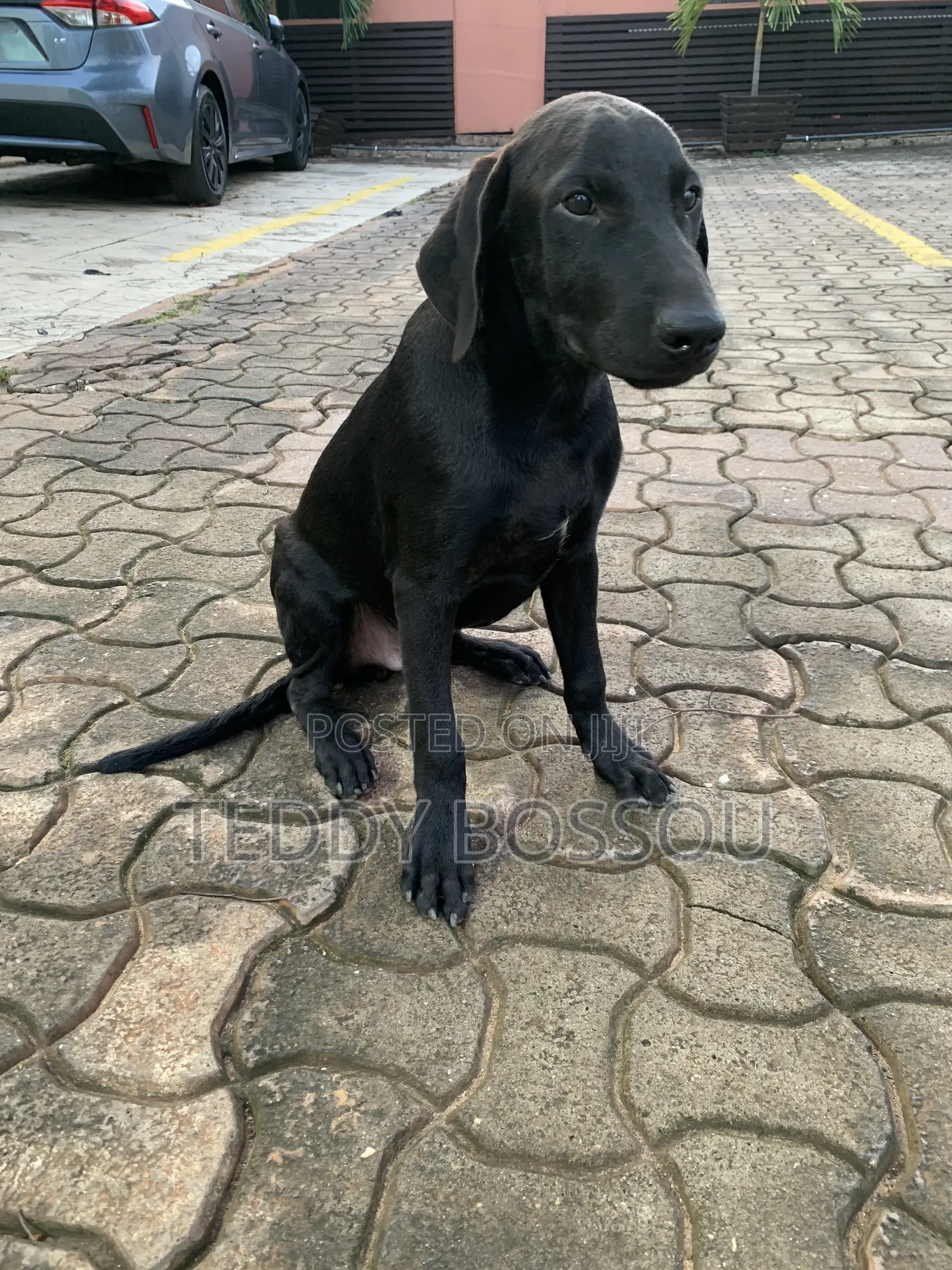 3-6 months Male Purebred Labrador Retriever