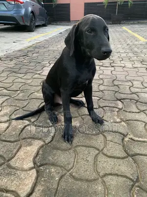 3-6 months Male Purebred Labrador Retriever